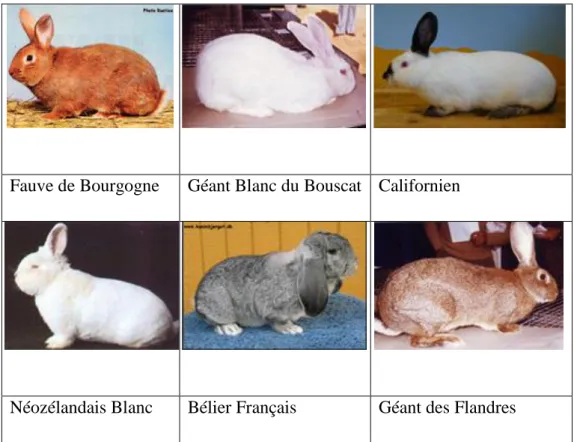 Figure 2: les différents types  de la forme chez le lapin (selon Arnold et al., 2005)