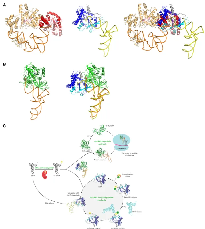 FIGURE 7. Comparison of tRNA binding modes. (A) Structural alignment of Rgry-CDPS:Phe-tRNA Phe with T