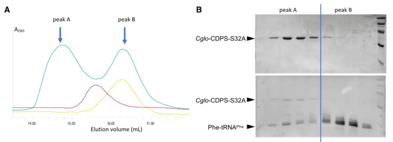 FIGURE 3. Gel filtration analysis of Cglo-CDPS:aa-tRNA mixtures. (A) Gel filtration chromatograms for Cglo-CDPS-S32A (pink), Phe-tRNA Phe (yel- (yel-low), Cglo-CDPS-S32A:Phe-tRNA Phe mixture (green)
