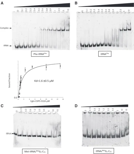 FIGURE 4. Electrophoretic mobility shift assays of Cglo-CDPS-S32A:tRNA mixtures. (A) Cglo- Cglo-CDPS-S32A was incubated at increasing concentrations (0.1 – 15 µM) with 75 nM Phe-tRNA Phe and electrophoresed on a native acrylamide gel