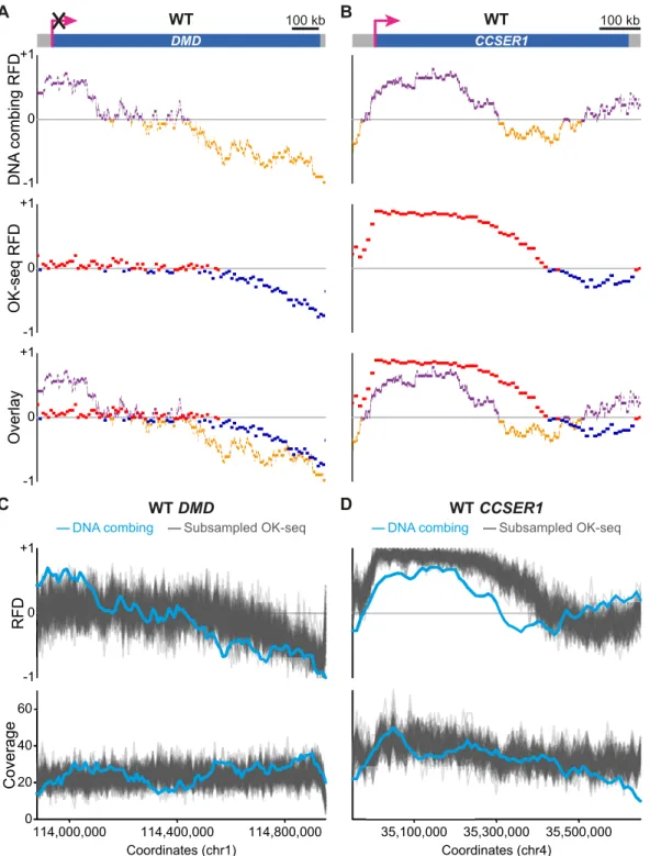 Figure 4. Comparison of DNA combing- and OK-seq-based RFD profiles of WT DMD and CCSER1