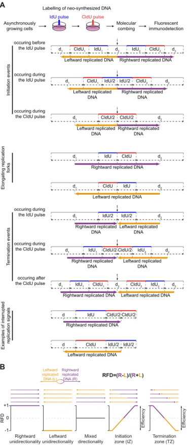 Figure 1. DNA combing-based RFD profiling. (A) Principles of repli- repli-cated DNA directionality analyses