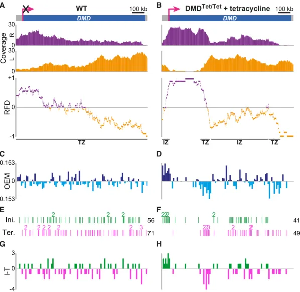 Figure 2. DNA combing-based RFD profiling of transcriptionally inactive and active DMD in DT40 cells