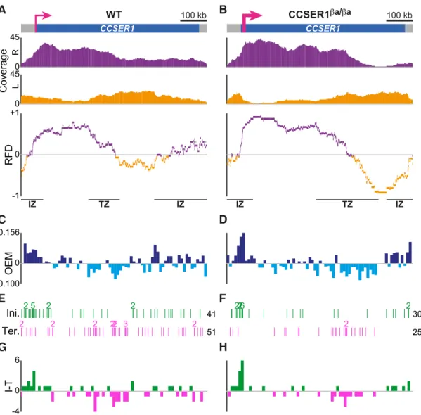 Figure 3. DNA combing-based RFD profiling of WT and overexpressed CCSER1 in DT40 cells