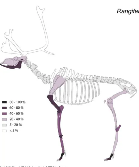 Figure 3 : abondance relative des éléments squelettiques de rennes (en % MAU, pour les effectifs cf