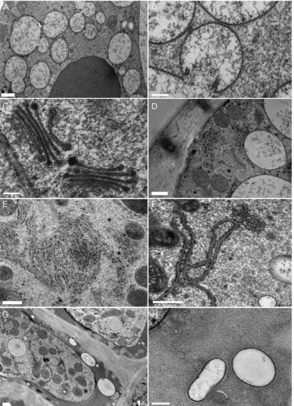 Fig. 7. Ultrastructure of the secretory cells of the digestive glands 3 days after stimulation