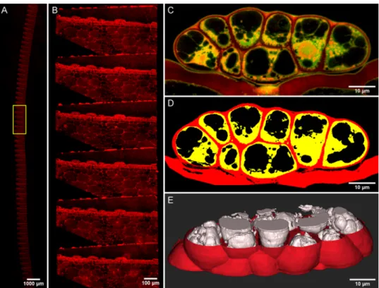 Fig. 9. 3D reconstruction of vacuolar volume from serial sections observed by light microscopy