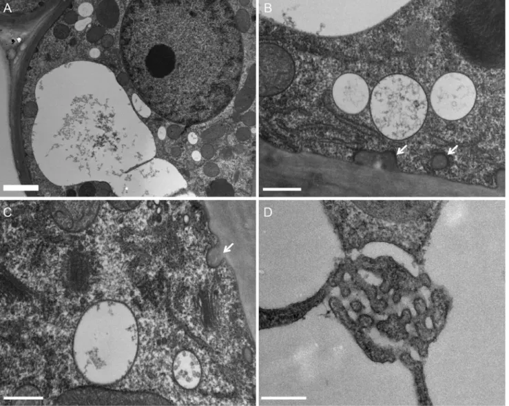 Fig. 5. Ultrastructural organisation of secretory cells of digestive glands in the resting stage (D0)