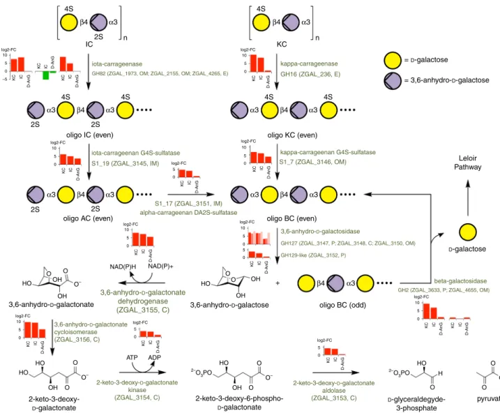 Fig. 3 Kappa-carragenan and iota-carrageenan catabolic pathways in Z. galactanivorans