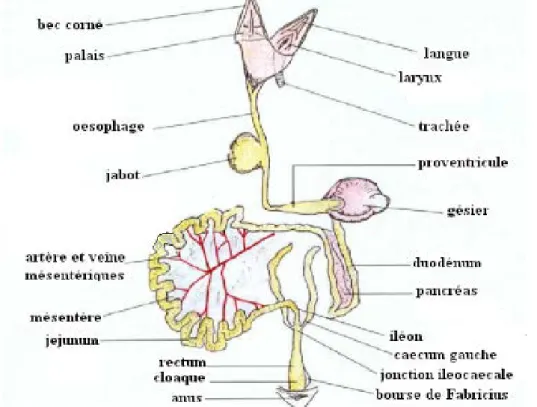 Figure 2 : tube digestif du poulet de chair [20] 