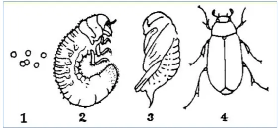 Figure 02: Stades de développement du ver blanc. a: œufs,  b: larves,  c: nymphe et                       d : adulte  (Amine khodja et  Bekkouche, 2016) 