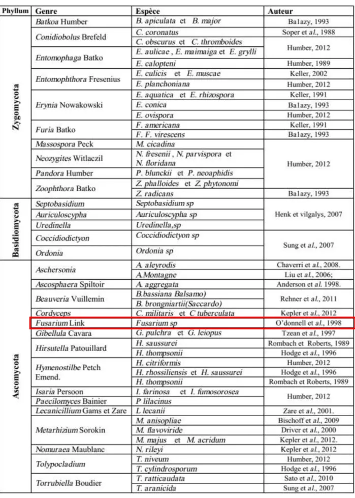 Tableau 01: Champignons entomopathogènes appartenant à différents Phylums (Saiah,  2014 in Badaoui, 2017) 