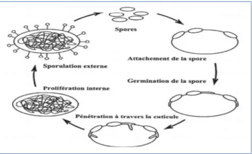 Figure 09: Schéma du cycle biologique des champignons entomopathogènes                               (Ferron et al., 1993) 