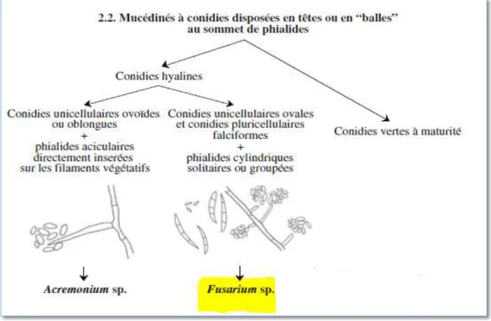 Figure 10: Clé d’identification des Mucédinés à conidies disposées en têtes (Fusarium sp.)  (Chabasse et al., 2002)