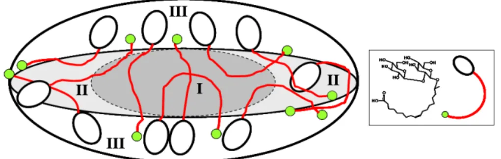 Figure 7 – Tentative model structure of an acidic sophorolpid micelle at its equilibrium pH (&lt; 5)