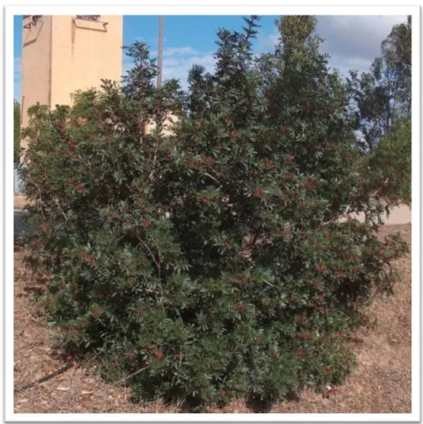 Figure n o  4 : Pistacia lentiscus L. (algerianativeplants.net) 