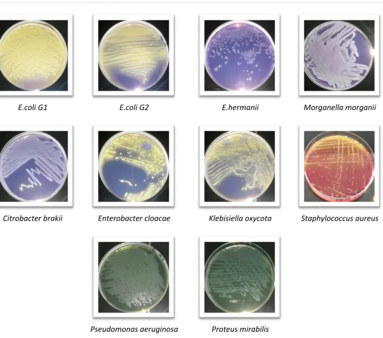 Figure n o  13: Examen macroscopique des bactéries étudiées