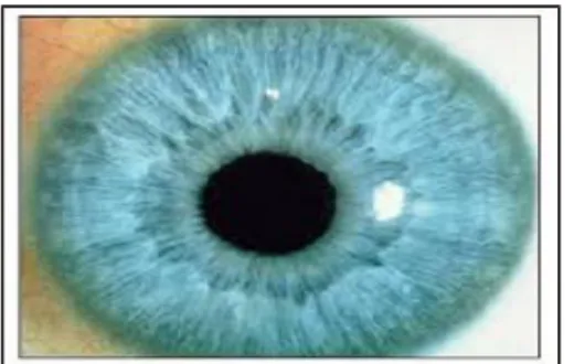 Figure I.7. Détails d’un iris [13].
