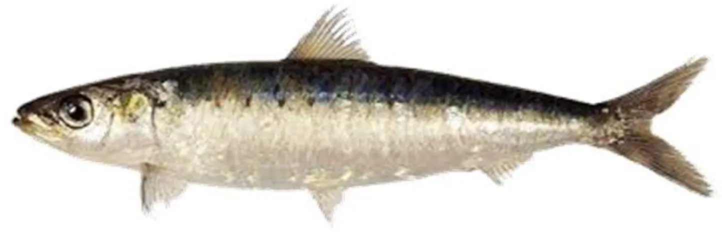 Fig. 21: photo d’une Sardine (Sardina pilchardus) 