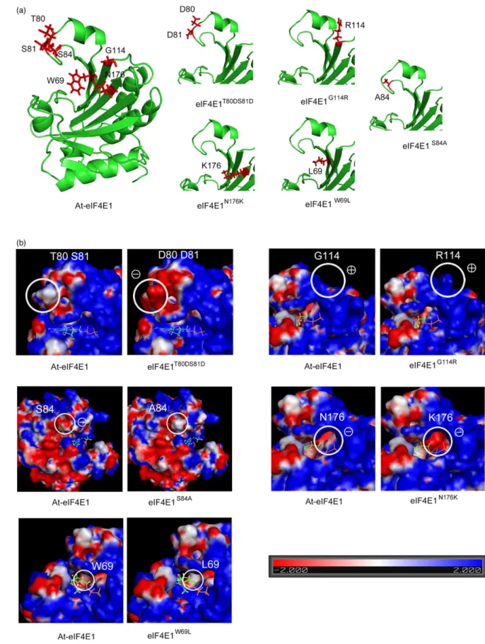 Figure 1 Three-dimensional analysis of the eIF4E1 proteins encoded by the five constructed alleles eIF4E1 W69L , eIF4E1 T80DS81D , eIF4E1 S84A , eIF4E1 G114R and eIF4E1 N176K 
