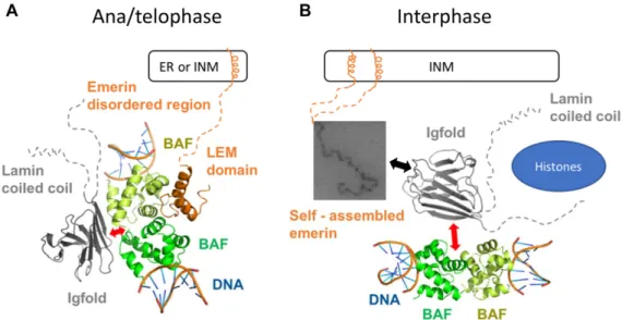 Figure 8. A first model of the interface between the LEM-domain proteins, the nucleoskeleton and the chromatin-associated protein BAF