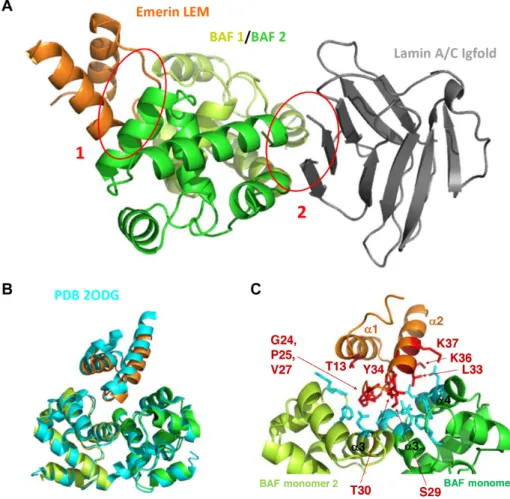 Figure 3. Three-dimensional structure of the complex between LamIgF, emerin LEM domain and BAF