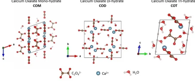 Figure 1. Unit cells of the three calcium oxalate polyhydrates, whewellite (COM), weddellite (COD), and caoxite (COT)