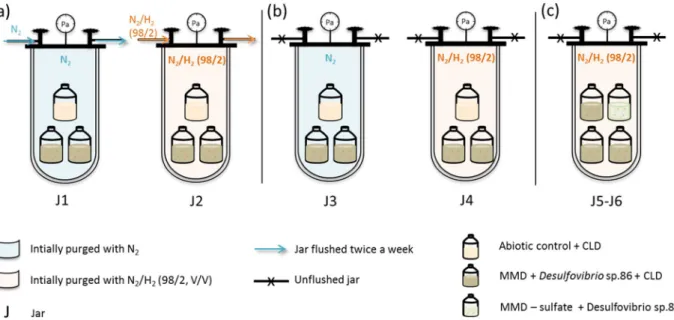 Figure 4.  Schematic representation of gas-controlled experiments. (a) Flushed jars, (b) unflushed jars, (c)  unflushed jars with sulfate-free Desulfovibrio sp.86 cultures.