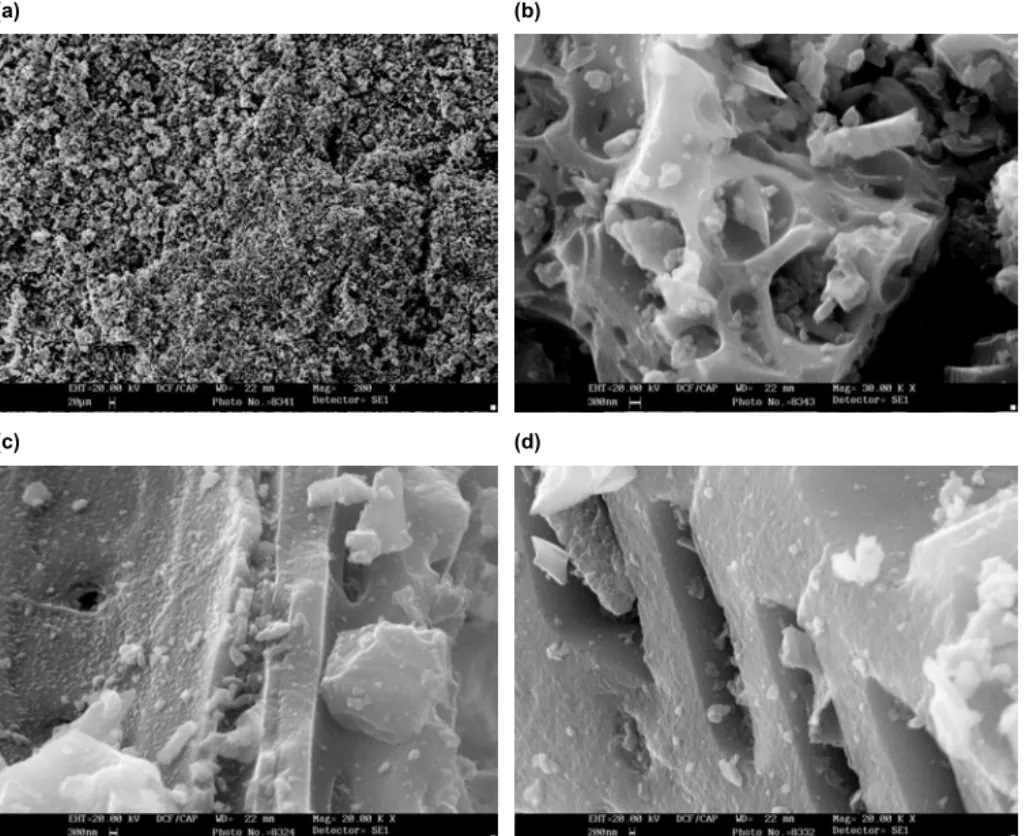 Figure 5. SEM micrographs of the activated carbon (AC) samples studied:  (a) olive stone AC, magnification 200 × ;