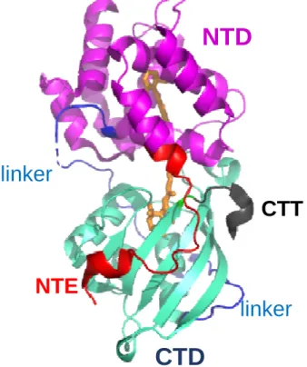 Figure 1. The crystal structure of the Synechocystis PCC 6803  OCP. (Protein Data Bank identifier: 3MG1)