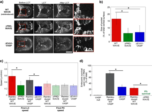 FIGURE 3:  WAVE recruits VASP for enhanced actin-based motility in vivo. (a) Lifeact-GFP imaging (WT WAVE and  ΔPRD-WAVE) or Lifeact-mCherry imaging (ΔEVH1-VASP) of ventral enclosure in embryos with reintroduced wild-type  WAVE or with mutant WAVE and VASP