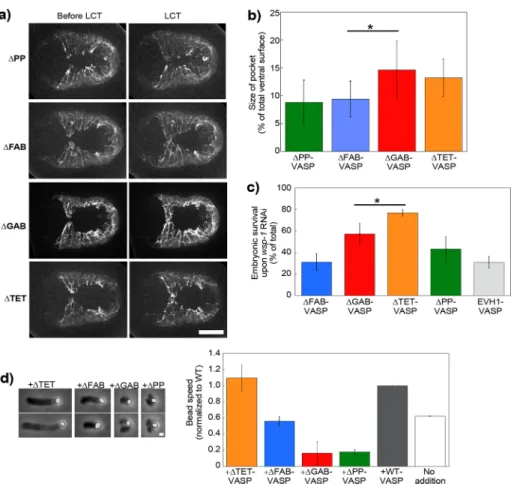 FIGURE 4:  VASP’s F-actin and profilin/G-actin binding activities are important for its effect on  WAVE-based motility