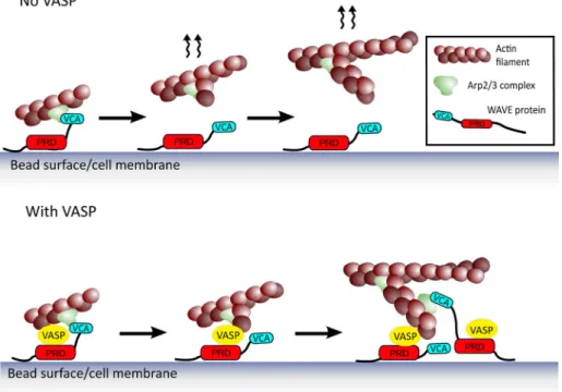 FIGURE 5:  Teamwork between the Arp2/3 complex and VASP via mutual binding to WAVE. 