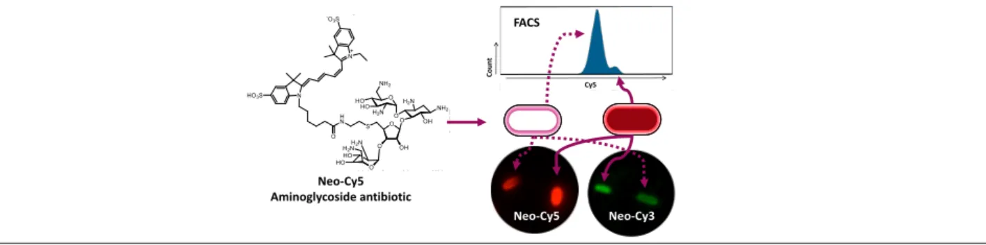 Figure S3. Scheme for generation of Neo-Cy5. The primary amine group that reacts with the NHS-ester-Cy5 is highlighted by the red circle