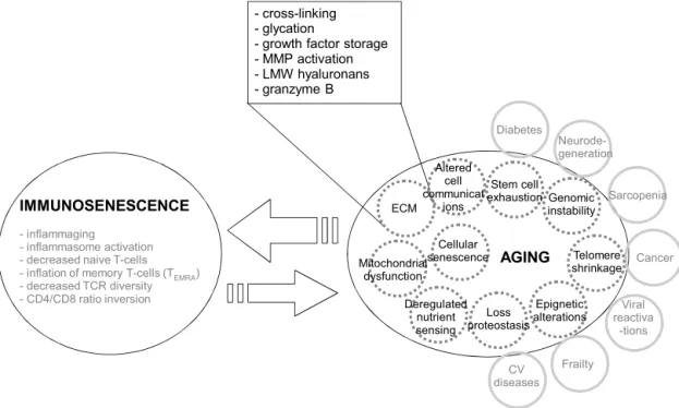Fig. 1. Relationships of immunosenescence with aging mechanisms and comorbidities. Aging mechanisms follow the nine hallmarks of aging established by Lopez-Otin (Lopez-Otin et al., 2013)