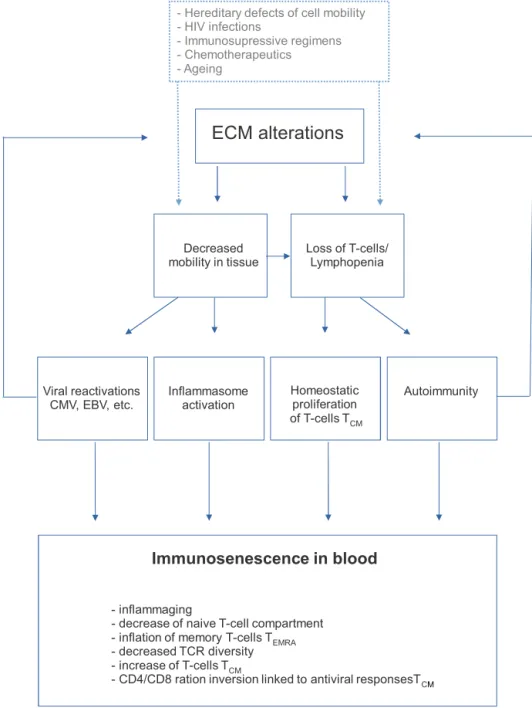 Fig. 2. Role of extracellular matrix alterations in immunosenescence. The increase in ECM cross-linking with aging places constraints on the mobility of immune cells, accounting for the phenotype associated with aging