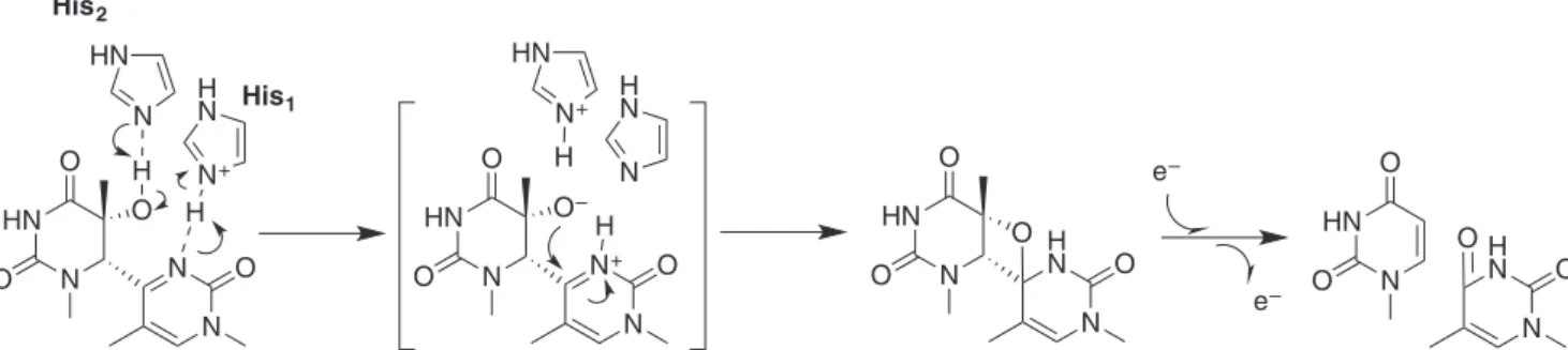 Figure 3. Early repair mechanism of (6-4)PP by (6-4) PL, proposed by Hitomi et al. (53)