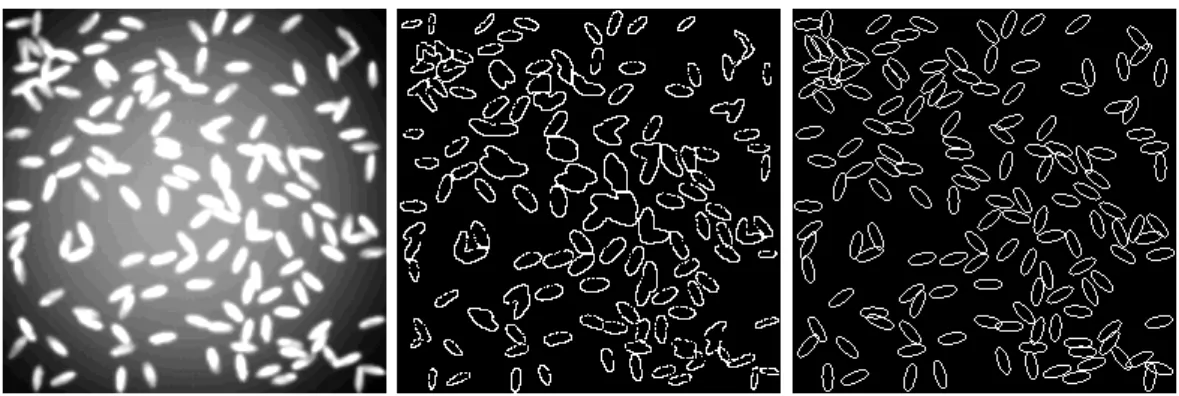 Figure 7: Example of elliptic cells (left), results obtained by the Fiji particle analyser (middle) and the MPP approach (right)