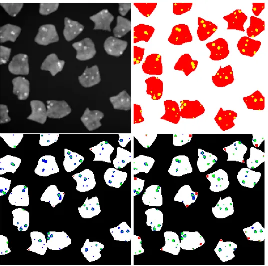 Figure 9: An example of small particles within cells (top left), ground truth (top right), results obtained by the wavelet approach proposed by Icy (bottom left) and by the MPP approach (bottom right)- Green : true positive - Blue : false negative - Red : 