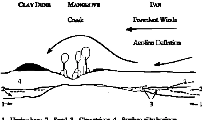Fig. 2 - Morphology of the sampled area and distribution of the main horizons. 