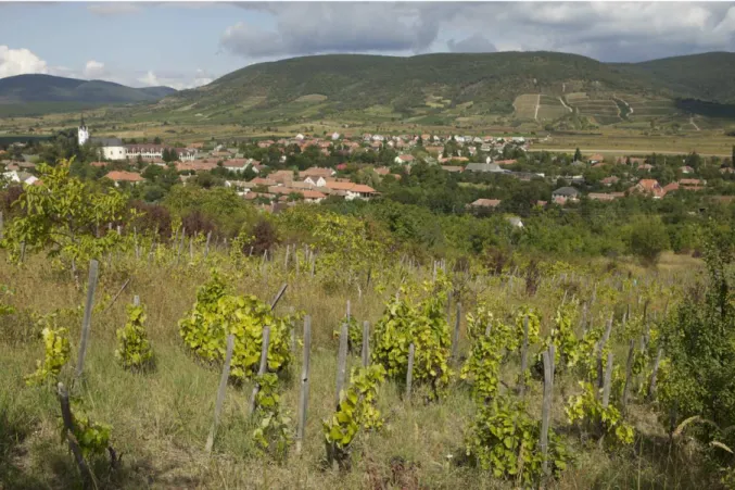 Illustration 2 – A Erdöbénye, la vigne paysanne, ici abandonnée, contraste avec les grandes parcelles  homogènes  (au  fond)  des  nouveaux  grands  domaines  qui  se  réinstallent  sur  les  versants  défrichés 