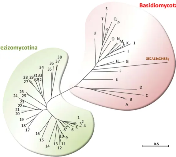 Figure 2.  Phylogenetic position of the G. candidum gene GECA13s02485g potentially encoding a  spermine synthase among Pezizomycota and Basidiomycota orthologs