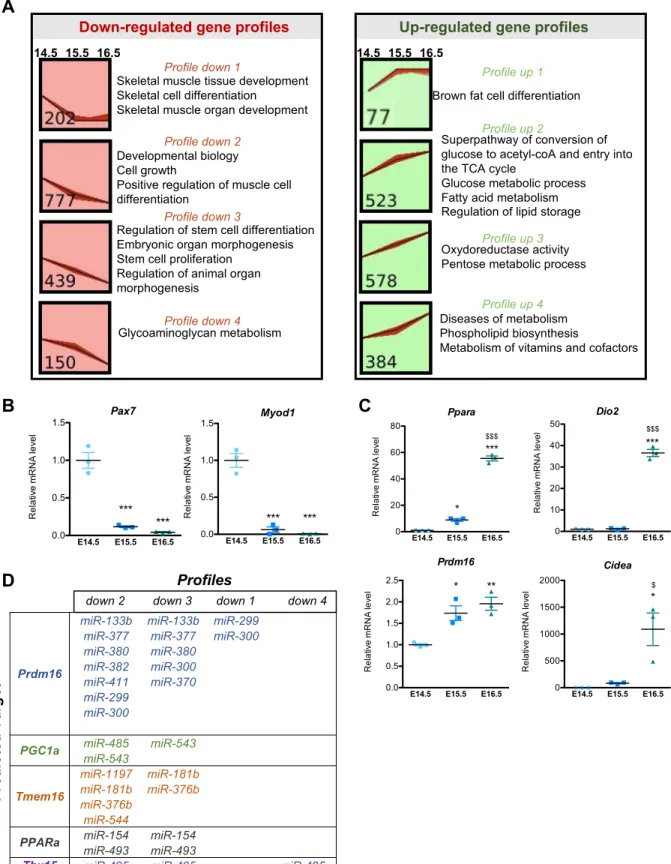 Figure S3. Transcriptomic analysis of BAT between E14.5 and E16.5. Related to Figure 3