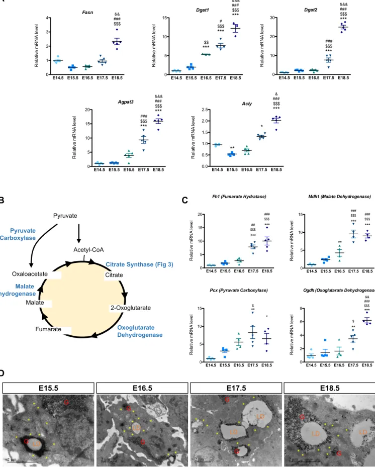 Figure S4. Upregulation of lipogenic- and TCA cycle- related genes is associated with close proximity between mitochondria and LD during BAT differentiation