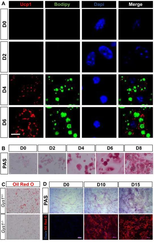 Figure S5. Glycogen accumulates in primary embryonic brown adipocytes and hMADS cells during differentiation, as in vivo in embryonic BAT