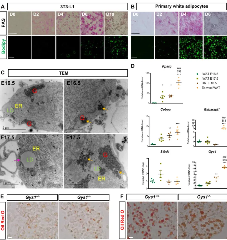 Figure S8. Glycogen dynamics in WAT. Related to Figure 4. A,B, Representative pictures of PAS (SB 100µm) and Bodipy staining (50µm) in 3T3L1 cells (A) and primary white adipocytes (B) at different days of white adipose differentiation (D, Day)