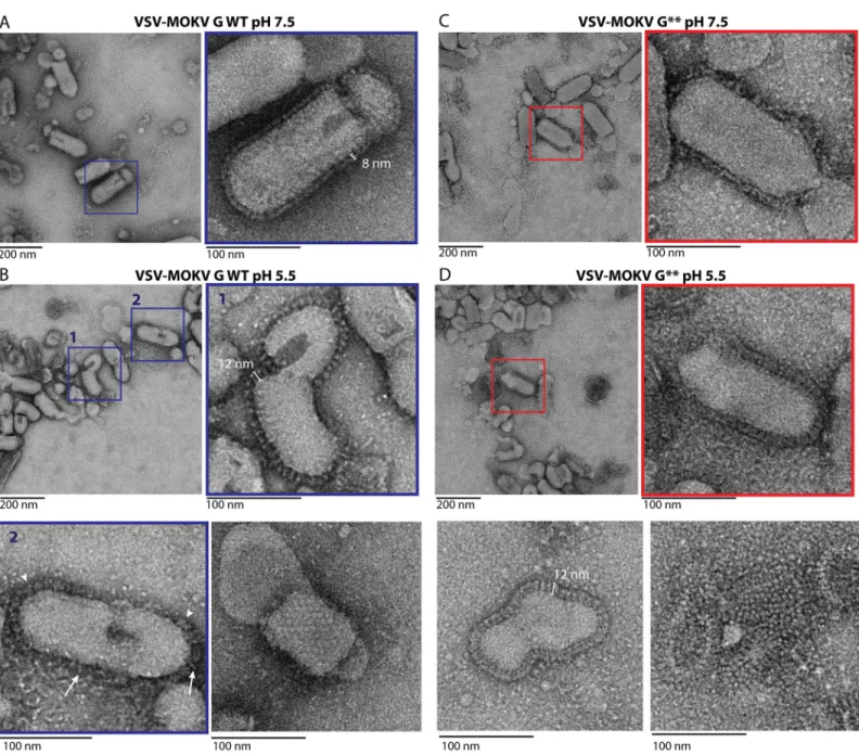 Fig 4. Electron microscopy of MOKV G 1-436 WT incubated with liposomes at pH 5.5. A) MOKV G 1-436 WT is inserted in liposomes in a typical trimeric post-fusion conformation