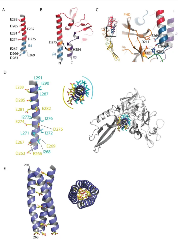 Fig 7. pH-sensitive molecular switches in MOKV G. A) Position of acidic residues on the TrD long helix