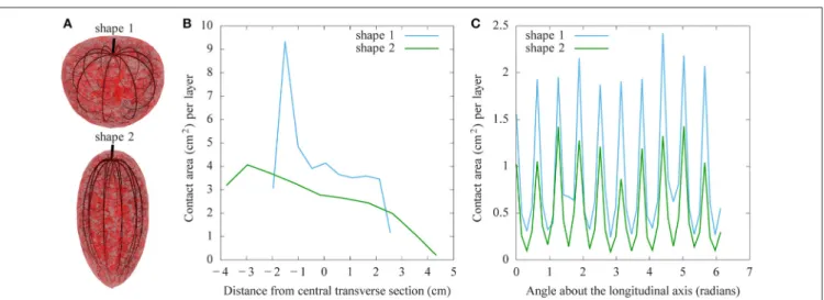 FIGURE 8 | Comparison of the effects of fruit shape on vascular patterns. (A) Round tomato (shape 1) with the same pericarp volume as an elongated one (shape 2)