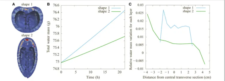 FIGURE 9 | Comparison of the effects of fruit shape on water distribution. The comparison is between the two shapes from Figure 8 (round: shape 1;